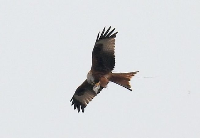 Plik:24-1775312189774-04162258-2397.jpg
