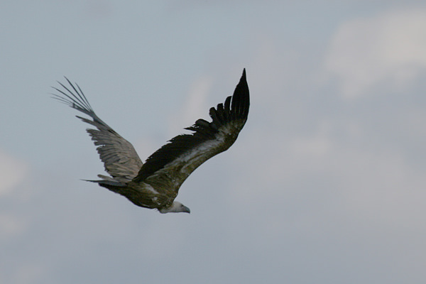 Plik:Griffon Vulture.jpg