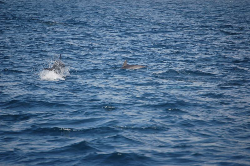 Plik:Common delfin KS.JPG