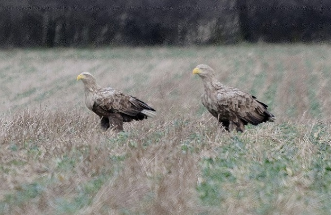 Plik:Biel4.jpg