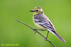 Citrine Wagtail.jpg