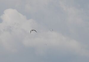 DSCN1106m1.jpg