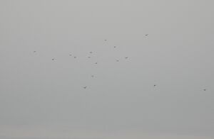 DSCN4637m.jpg