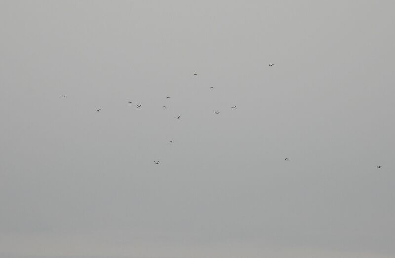 Plik:DSCN4637m.jpg