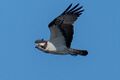 DSC8679.jpg