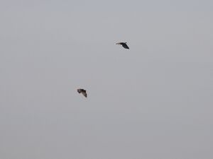 DSCN9005m.jpg