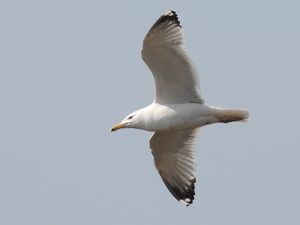 RSCN6714.jpg