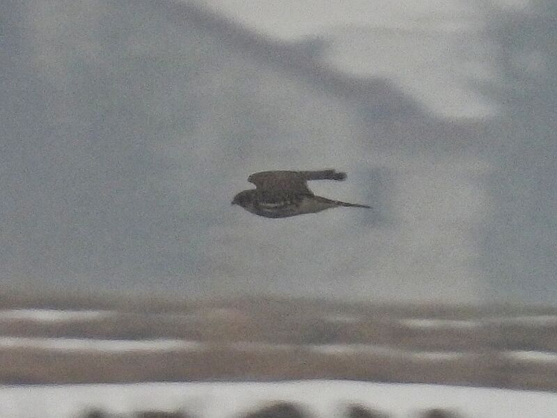 Plik:1000024146.jpg