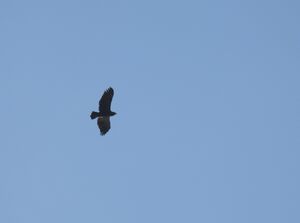 DSCN2605m.jpg