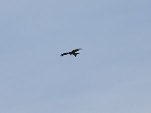 DSCN9258m.jpg