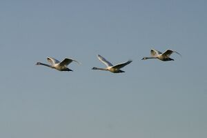 Leszno-20090419-1.jpg