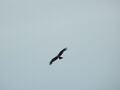 Miniatura wersji z 16:17, 30 maj 2025
