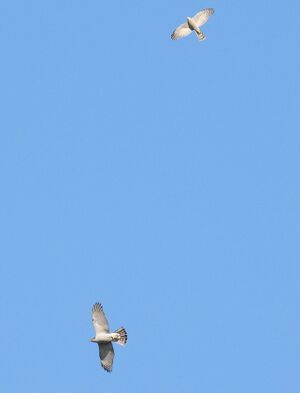 RSCN3387~3.jpg