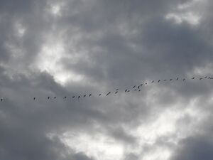 DSCN5386m.jpg