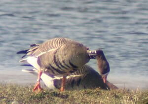 2. G.bialoczelna z obroza.jpg