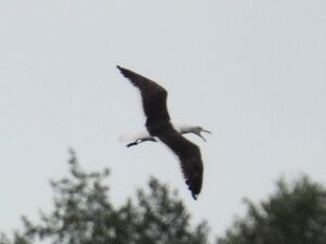 RSCN9931~2.jpg