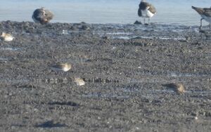 DSCN9104m2.jpg