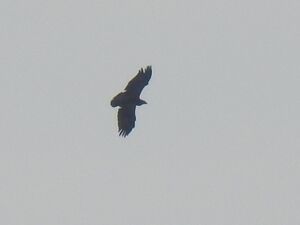 RSCN2759.jpg