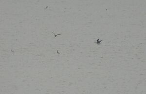 DSCN4621m.jpg