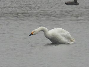 RSCN8836~3.jpg