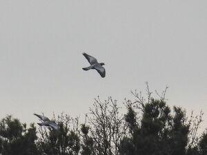 RSCN2332~2.jpg
