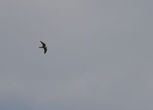 DSCN2841m.jpg