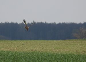 DSCN3787m.jpg