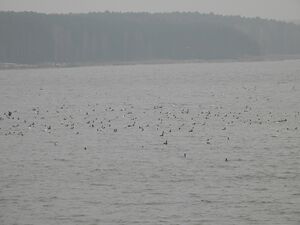 DSCN3966m.jpg