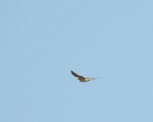 DSCN6704m2.jpg