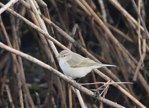 Tristis 18-01-2018 Lodz IMG 6302.jpg