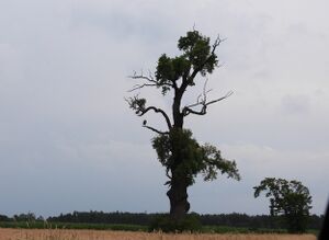 DSCN8125m1.jpg