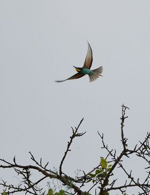 DSC04788.jpg