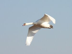 RSCN1034~2.jpg
