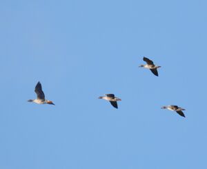 DSCN2993m.jpg