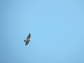 Buteo2.jpg