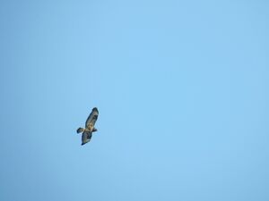 Buteo2.jpg