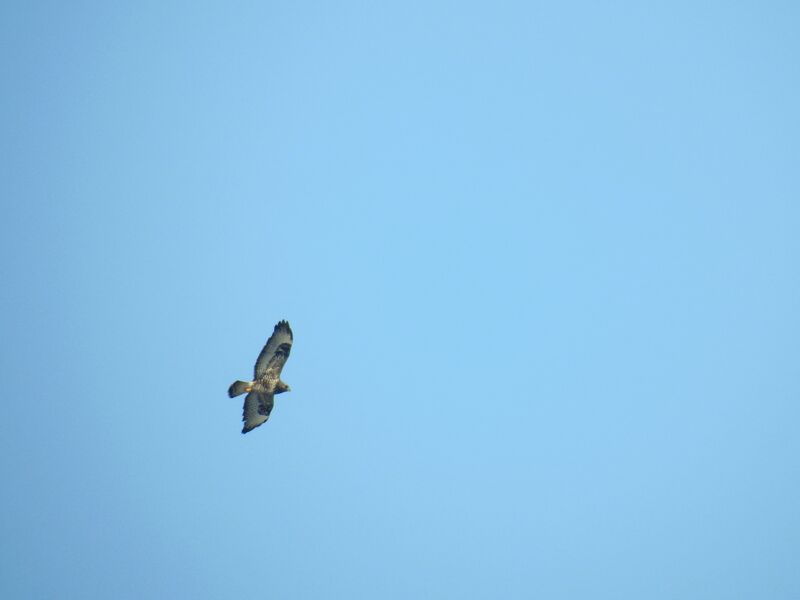 Plik:Buteo2.jpg