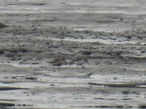 RSCN9936.jpg