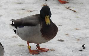 DSCN8947R.jpg