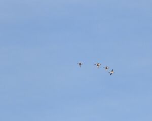 DSCN2912m.jpg