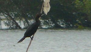 Kormoran mały.jpg