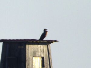 Kormoran 1.JPG