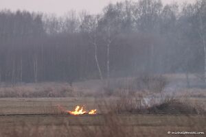 Mstanecki ogien.jpg