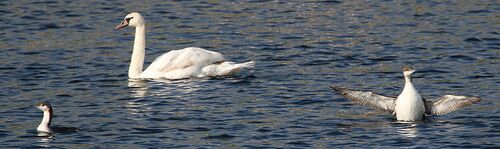 Arctica 01-06-2014 Jeziorsko IMG 2795.jpg