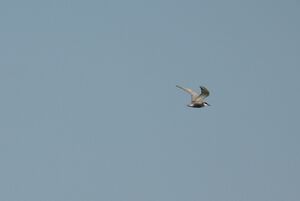 DSCN4434m.jpg