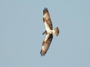 RSCN2781~2.jpg