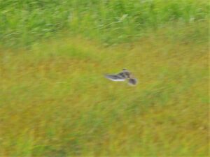 DSCN8906.JPG