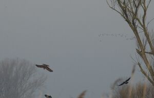 DSCN9007m.jpg