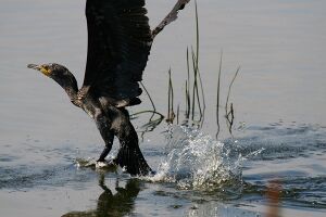 IMG 6906 kormoran.jpg