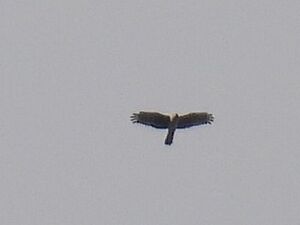 RSCN3556~2.jpg